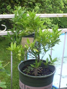 Orange tree.jpg Orange tree 225x300 Growing Oranges in Canada
